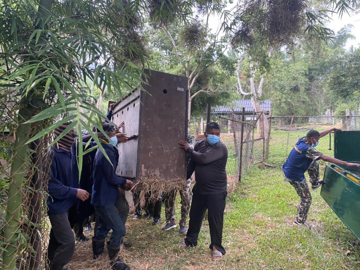 Release of sambar in their natural habitat