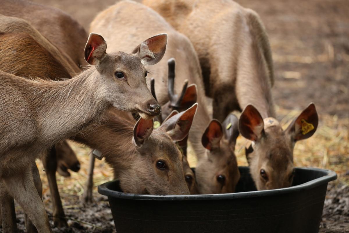 Release of sambar in their natural habitat