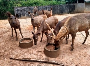 Sambarhische im Gehege