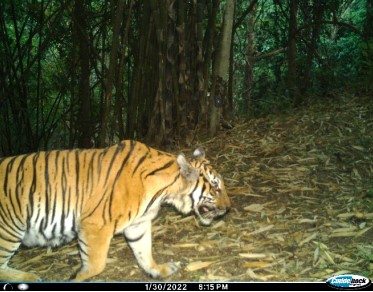 Kamerfallenbild Tiger