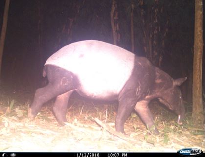 Camera-trap photo tapir