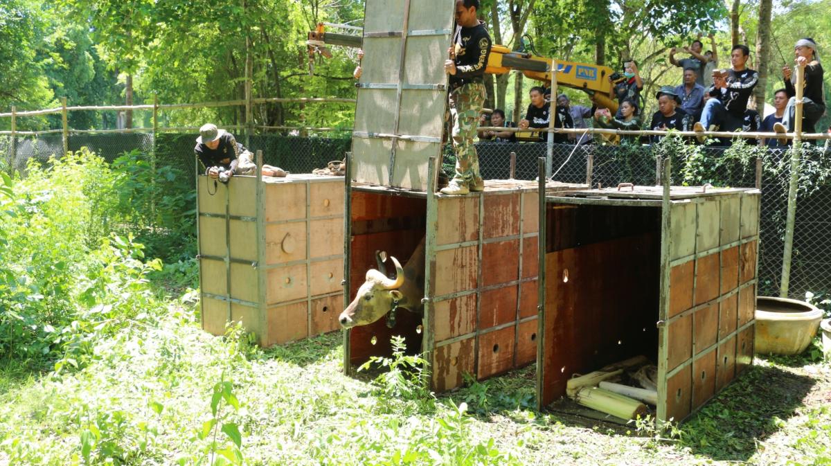  Release-into-the-wild of bantengs